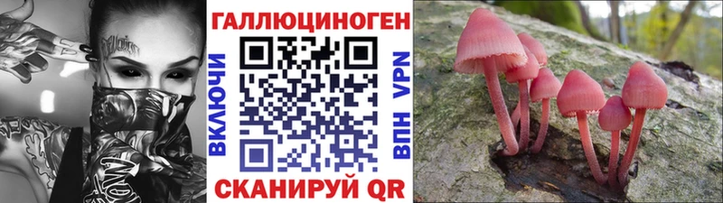закладки  Полярные Зори  Псилоцибиновые грибы Psilocybe 